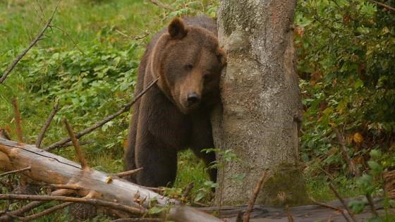Scratching on Tree Trunks in the Wild
