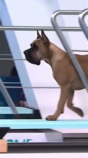 Dogs jumping into swimming pool!!!!