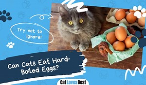 Can Cats Eat Hard-Boiled Eggs? All You Need to Know!