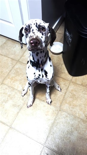 Bailey Johnston (@baileyreese.23)’s videos with Geek'd (feat. Lil Baby) - Bhad Bhabie