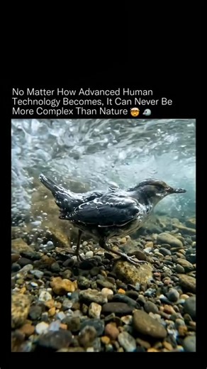 Expla_inX on Instagram: "Human engineering copies nature. Nature never copies us.🌊🧠 The dipper bird doesn't just survive underwater currents, it operates inside them. It walks along riverbeds in fast-flowing streams using dense, water-repellent feathers that trap air for insulation and buoyancy while maintaining full control. Its transparent inner eyelid, called a nictitating membrane, acts as built-in goggles, allowing clear vision underwater. Combine that with extreme oxygen efficiency, powe