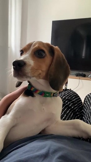 😂 #beagle #beaglepuppy #beaglesoftiktok #beaglelover #pet #cachorrosdotiktok #filhotedecachorro #cachorrosengraçados