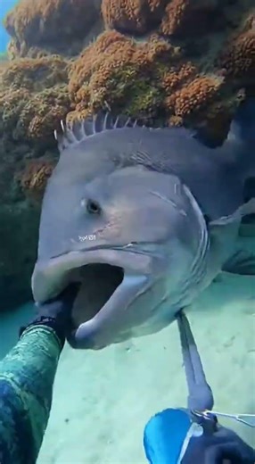 **Cubera snapper charged from the cave — instinct took over.**#ReefHunt#Spearfish#Underwater#Ocean