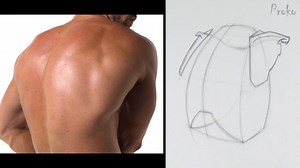 Shoulder Bones Example #9