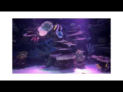 “Aquarium Sounds for Sleep & Relaxation, Fish Tank Bubbling White Noise” can be loop for more hours.