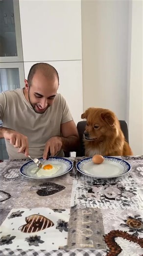 27K views · 528 reactions | Pumba’s EGG  #pumbastyle #dog #pet #foryou #tiktokdogs | Monako | Facebook