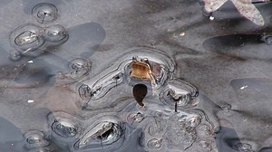 Tiny frogs make a loud song of spring