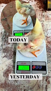 190K views · 919 reactions | Day 11| Weight increases by food only☠️ #reels #trending #chicken #loft #pets #kumbakonam #birds | Meyya Kutty | Facebook