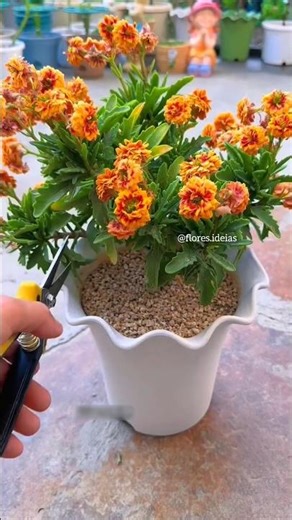 How to prune a kalanchoe plant.