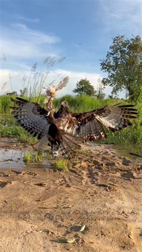 Changeable Hawk Eagle Life on Reels
