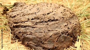 Piles of buffalo dung are piled up on the grass, this dung comes from fresh and young leaves that are eaten