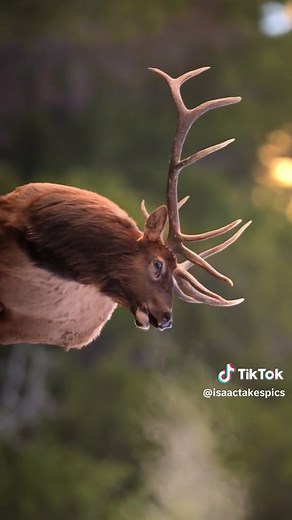 Bull Elk Bugling Echo: Close Encounter in Mountain Canyon