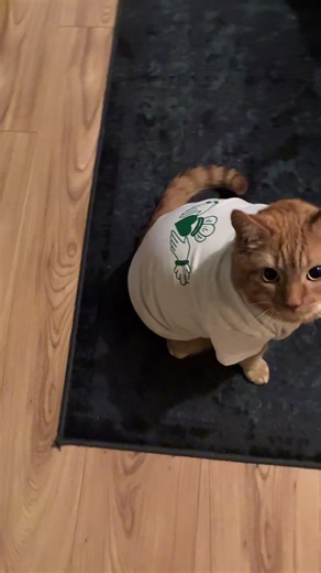 New kids tees modeled by Simba 😂 Also Simba is just curvy 👀 #claddagh #stpatricks