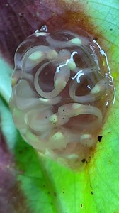 A new group of Northern Glass or Fleischmann’s Glass frog (Hyalinobatrachium fleischmanni) tadpoles are about to hit the water! The tadpoles are developing well and will soon drop into a small pool of water below the leaf they are attached to, where they will feed, grow and develop into another captive-bred generation of glass frogs! Remarkable! My last group is growing well! There are still no signs of limb development yet, but hopefully soon! Follow along to see their development! Glass frogs 