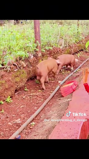 Makhera Da General on TikTok