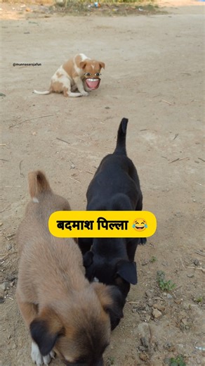 बदमाश पिल्ला 😂🐕 #funny #comedy #thetharpuns #funnydogs