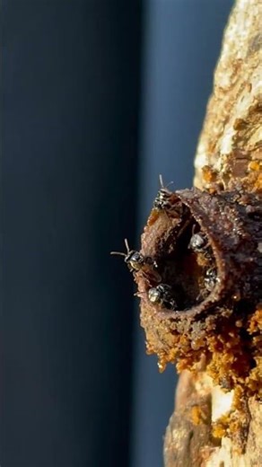 01 Stingless Bee