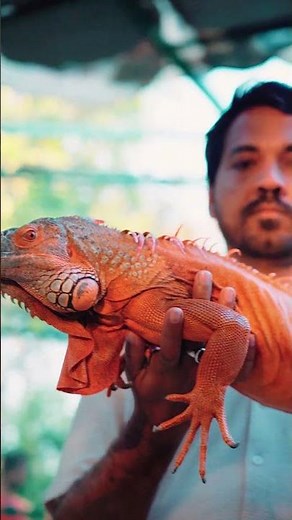 🦎🌿 Up close with nature’s wonders! ✨