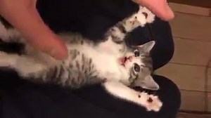 22K views · 233 reactions | Turn your volume up to hear this excited Itty Bitty's weee!☻ #Meow=^..^= IG: @twilight_foster_kittens | Meow Cat Lover | Facebook