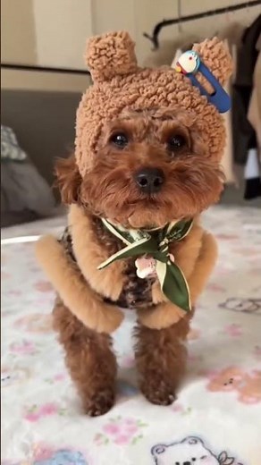 Meet This Little Toy Poodle Puppy – So Small & Cute! #cutepuppy #poodlelove