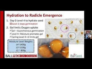 Achieving Uniformity: Pansy & Viola Germination
