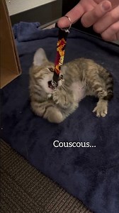 This was actually my first ever alpha bracelet #catsratingbracelets