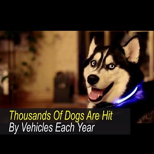 344 reactions · 71 shares | Let your dog be seen! Thousands of dogs are hit by vehicles a year, don't let that happen to yours. Let everyone see where you and your companion are at all times  Get yours here ➡️ https://dealarcher.com/GoGlow ⚡Over 60% Off Today Only!⚡ Tag a friend who needs this! | Deal Archer | Facebook