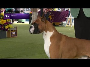 Boxers | Breed Judging 2023