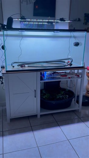 75 Gallon Aquarium Setup Update #dbktheaquarist #hygger #fishkeeping #aquarium #75gal #cichlidfish