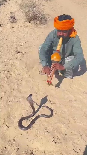 Careless snake handler gets bitten