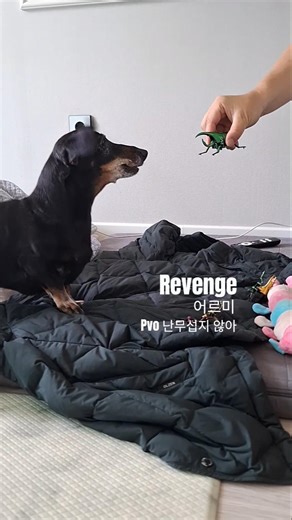 #pvo #난무섭지않아 #어르미 #revenge