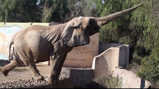 This is Kenia. She is the lone female African elephant at the Mendoza Zoo. She doesn't have much in her history, just that she is 31 years old. It states that where she came from is 'unknown' as well as when she arrived at the zoo. We briefly introduced you to her in a post from last week, the photo was a close-up of her face and sad eyes. This is all of her in her outdoor enclosure. Moats are common throughout South America when it comes to keeping elephants in their enclosures, although they h
