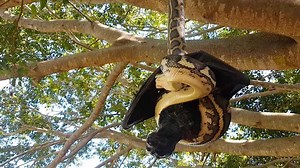 70K views · 96 reactions | Meanwhile in Australia... | Storytrender | Facebook