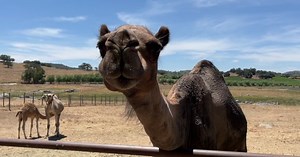 'This is not heat for them': Camels enjoy hot weather in Ramona