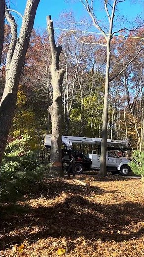 Oak tree takedown #treework