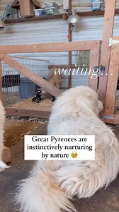 Great Pyrenees’ deepest joy is being with those they’re assigned to love and protect! I am holding onto these sweet memories from our winter kidding season for sure! 🥹 It’s crazy to think our first goat birth of the year (the twins pictured here) took place 3 months ago. That was Sarge’s (our Great Pyrenees livestock guardian dog) first time to experience a birth on our farm 🐐 and we weren’t sure how he would do. I’m not sure why I ever doubted his ability to step right in and know exactly how