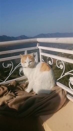 Kane Williamson (@kanewilliamson974)’s videos with original sound - TJ