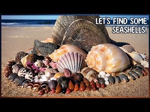 Winter Shelling on the Shore and Rock Pools | Finding Shells at Low Tide