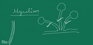 The body of a multicellular and filamentous fungus is called my... | Filo