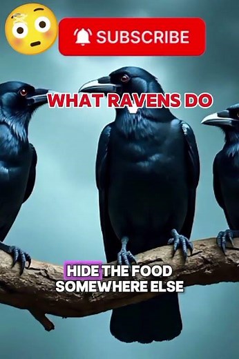 watch The Most Intelligent birds