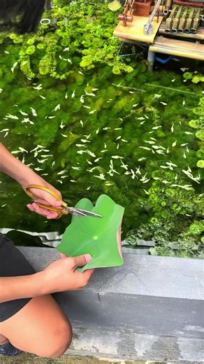 Beginner Guide to Aquarium Fishkeeping: Guppy Care & Aquascape Tips