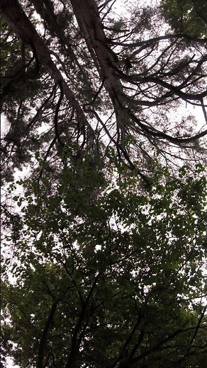 4K Nature Preview 🌳 Spring Canopy Sounds & Swaying Leaves