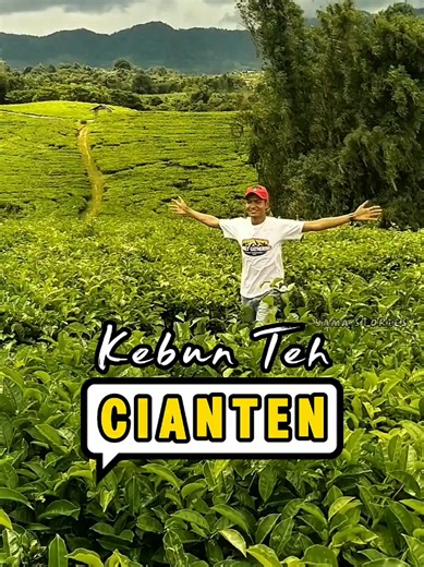Wisata Kebun Teh Cianten di Bogor: Keindahan Alam