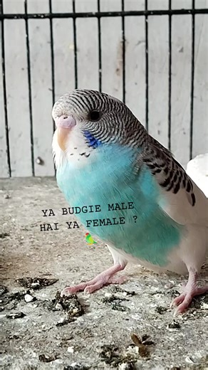 Identify Male and Female Budgies Easily