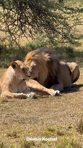 9.7K views · 157 reactions | This morning in the Mara, the mating...