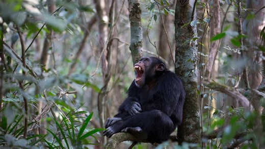 Mob storms ape lab after chimp who ‘no longer fears humans’ kills baby girl