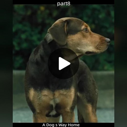 #adogswayhome #kids #pets #moive #dogmoive