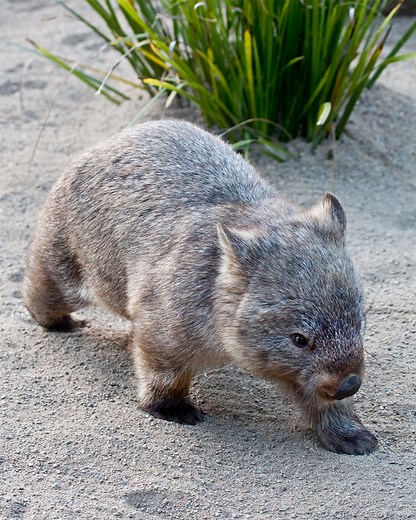 866K views · 426 reactions | Scientists answer a quirky question about the physics of mammal poop: Why do wombats have cube-shaped feces? Watch "Secrets in the Scat" on the PBS Video app or online now: https://to.pbs.org/3I3vzTC | NOVA l PBS | Facebook