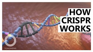 Explainer: How the CRISPR/Cas9 Gene-Editing Tool Works