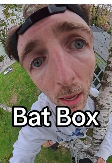 Understanding Why Bats Are Flying Everywhere